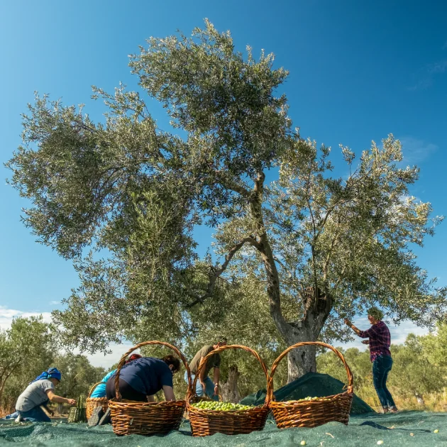Olive Harvest