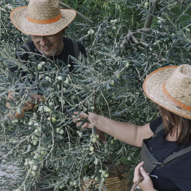 Olive Harvest