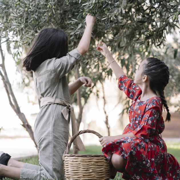 Olive Harvest