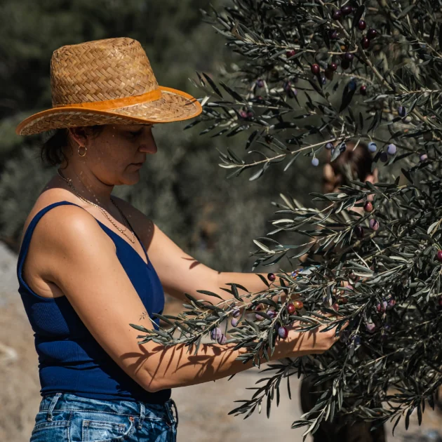 Olive Harvest