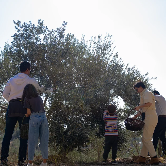 Olive Harvest