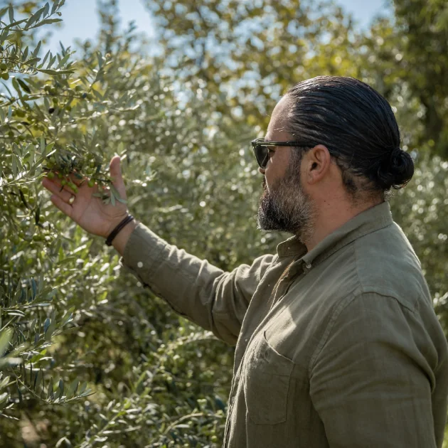 Olive Harvest