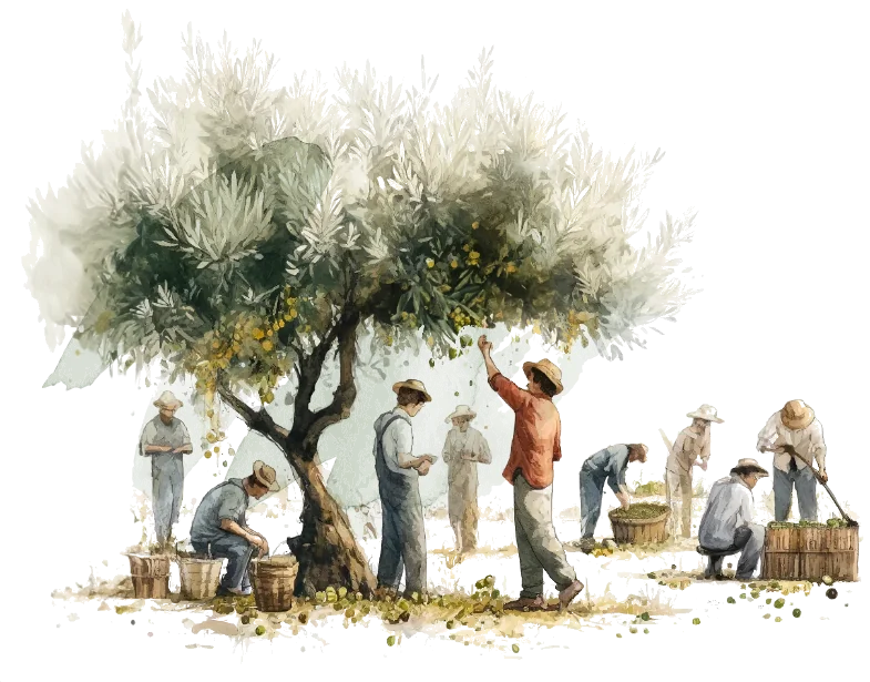 Olive Harvest