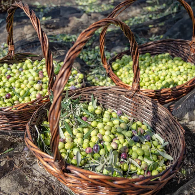 Olive Oil Making