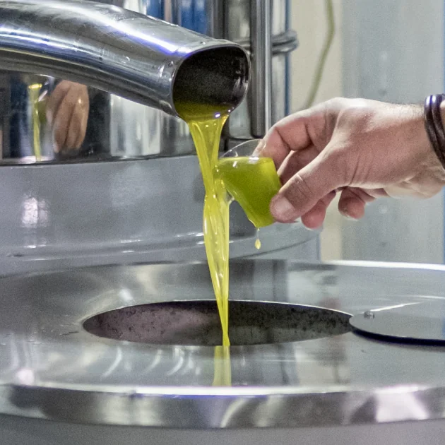 Olive Oil Making