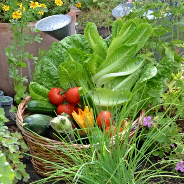 Seasonal Garden